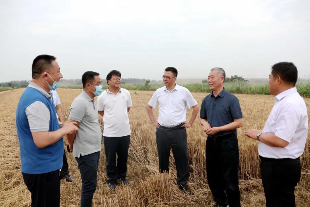 【关注】武清区委书记带队深入田间地头调研麦收工作(图1)