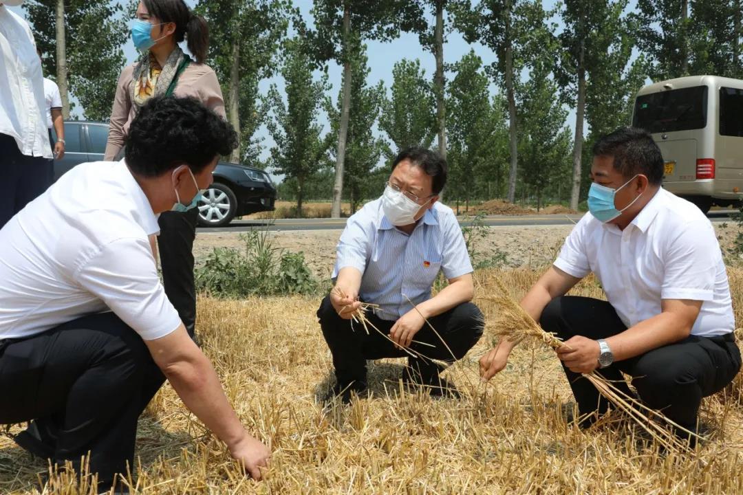 【关注】武清区领导带队检查防汛工作并调研麦收情况(图1)