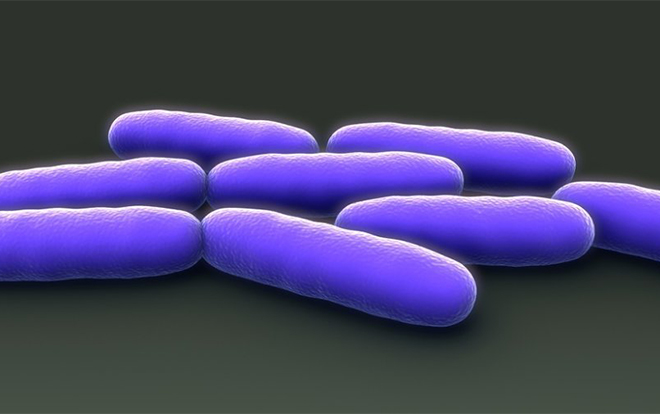 Nature突破发现：肠道细菌与人类细胞“说同一种语言”，有望带来新疗法(图1)