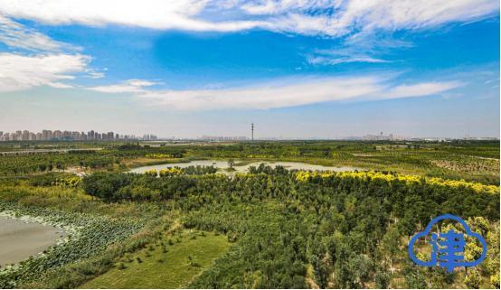 【生态屏障的绿色幸福记】小荷已露尖尖角 津南绿色生态屏障初具规模(图1)