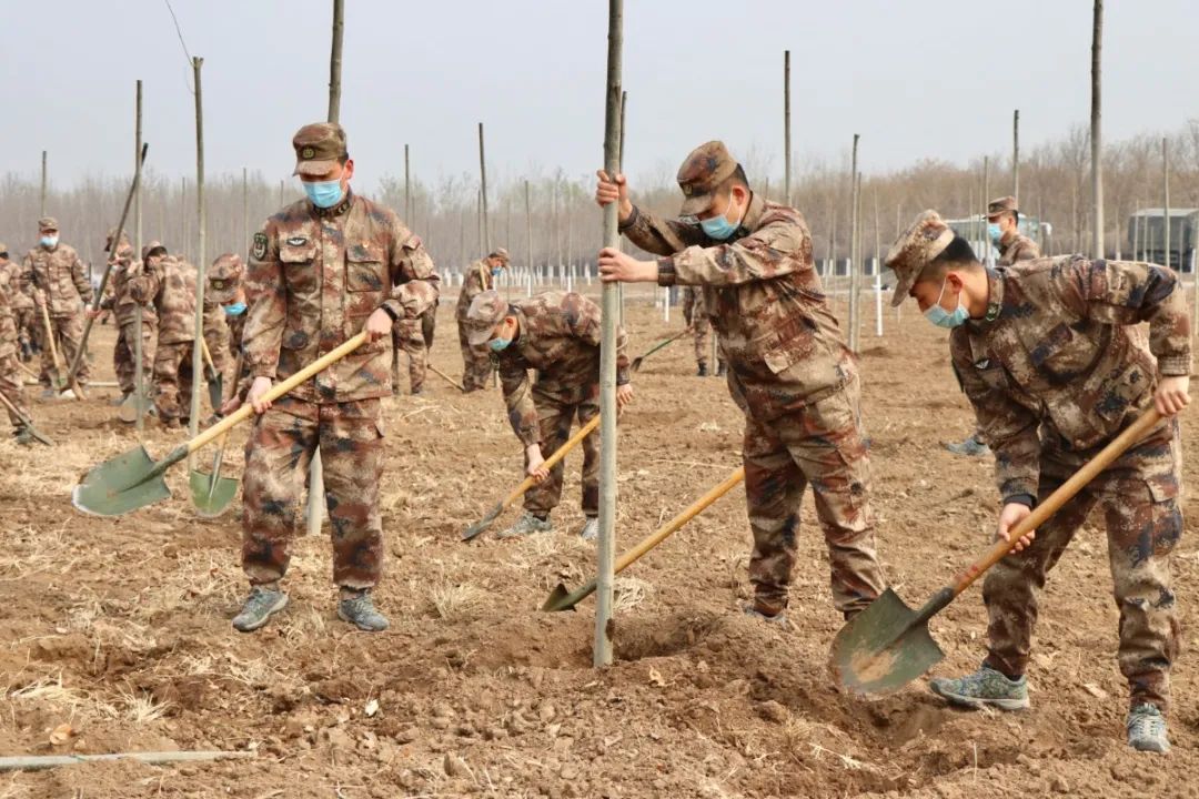 武清区领导参加义务植树活动(图3)