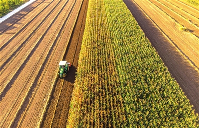 广袤田野绘就幸福画卷（图）(图6)