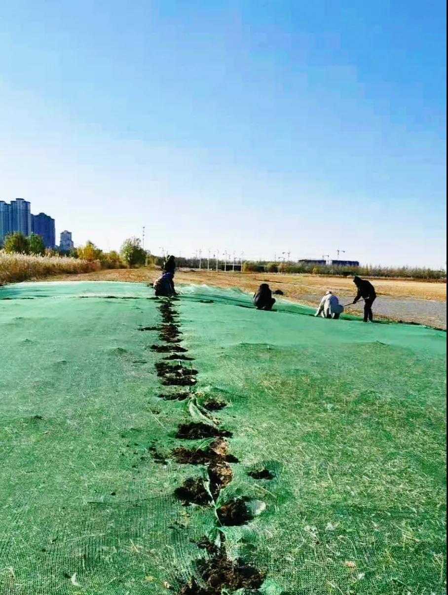 绿化管理多措并举  冬季养护扎实有效——武清开发区绿化公司积极做好绿化养护(图5)