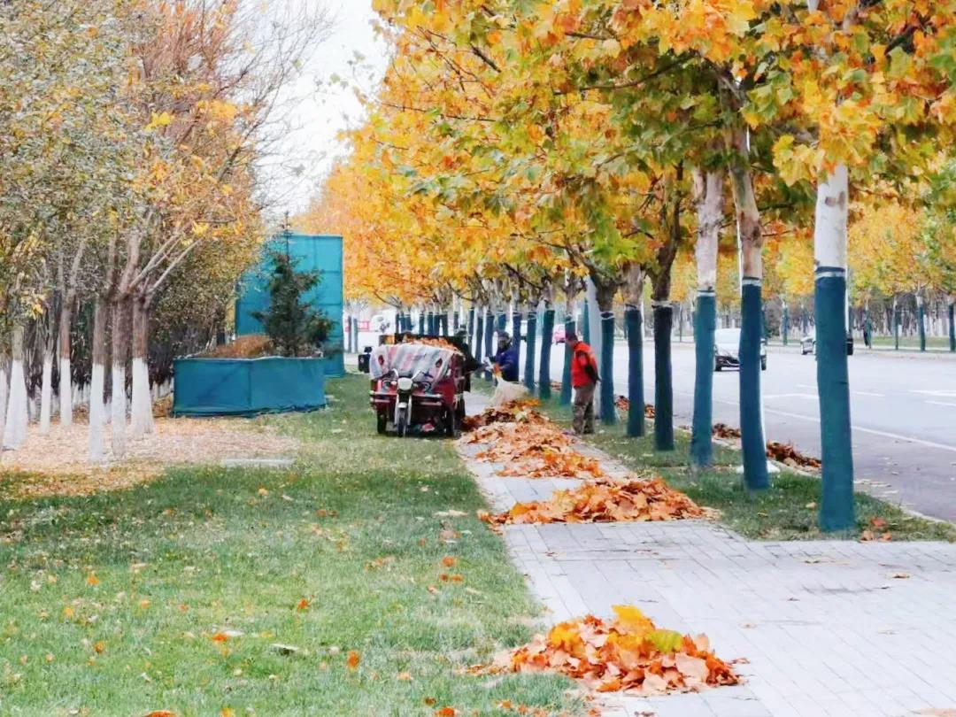 绿化管理多措并举  冬季养护扎实有效——武清开发区绿化公司积极做好绿化养护(图1)