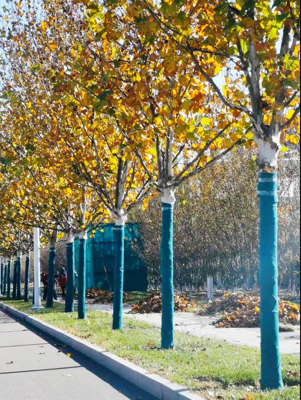 绿化管理多措并举  冬季养护扎实有效——武清开发区绿化公司积极做好绿化养护(图4)