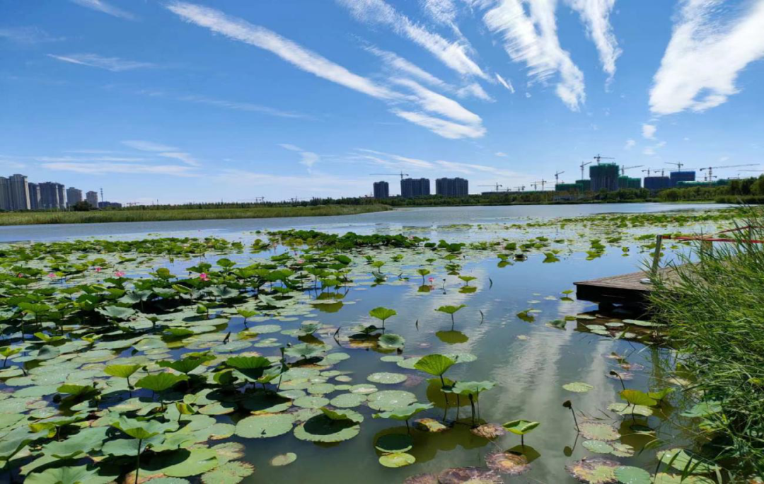 清水为邻·守护河湖 | 武清开发区总公司河（湖）长办履职情况汇报(图1)