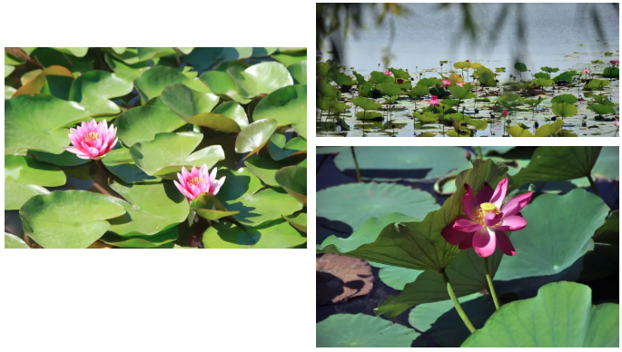 凝聚治水合力 “最美中央湖”再添秀色!(图4)