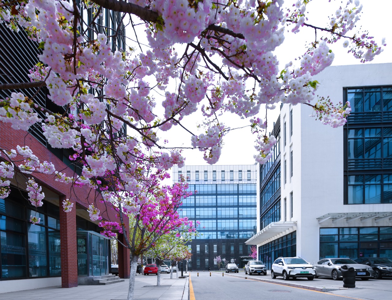 颜值UP↑ 武清开发区又双叒叕“靓”了!(图20) 颜值UP↑ 武清开发区又双叒叕“靓”了!(图20)